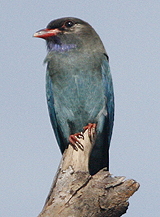 Dollarbird