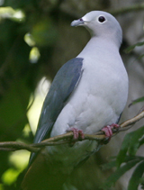 Island Imperial Pigeon