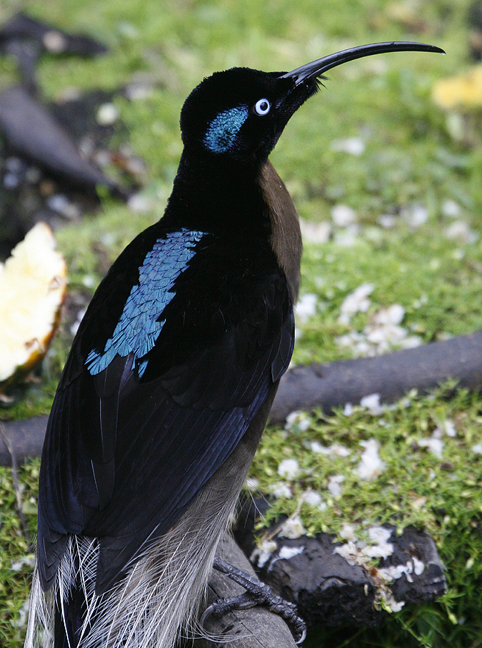 Brown Sicklebill. Photo by Steve Bird.