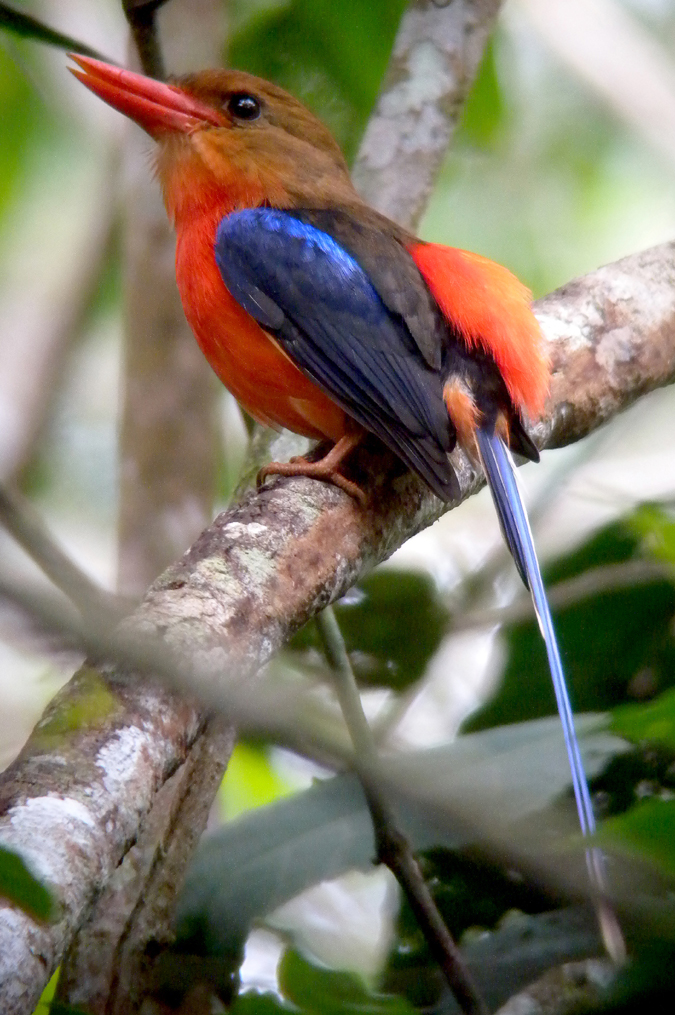 Brown-headed Paradise Kingfisher. Photo by Steve Bird.