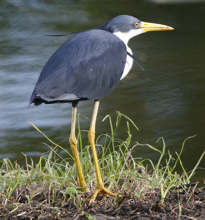 Pied Heron. Photo by Steve Bird.