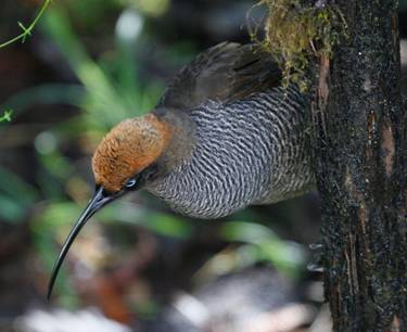 Brown Sicklebill.  Photo by Steve Bird.