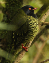 Barred Fruiteater