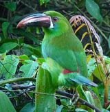 Crimson-rumped Toucanet