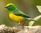 Blue-naped Chlorophonia