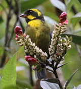 Gold-ringed Tanager