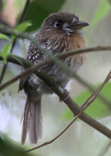 Moustached Puffbird