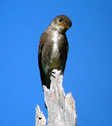 Olive-sided Flycatcher