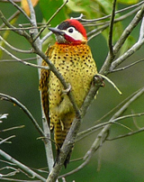 Spot-breasted Woodpecker