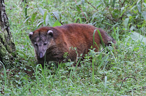 Mountain Coati. Photo by Steve Bird.