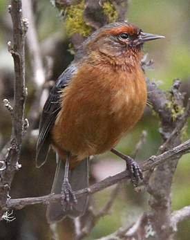 Rufous-browed Conebill. Photo by Steve Bird.