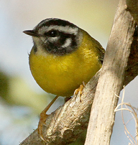 Santa Marta Warbler. Photo by Steve Bird.