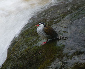 Torrent Duck. Photo by Gina Nichol. 