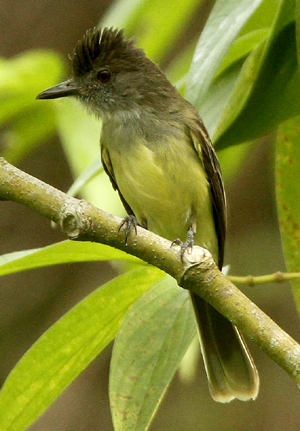 Apical Flycatcher. Photo by Steve Bird.