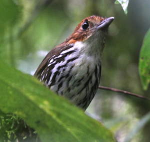 Chestnut-crowned Antpitta. Photo by Steve Bird.