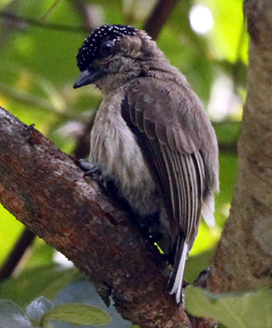 Grayish Piculet. Photo by Steve Bird. 