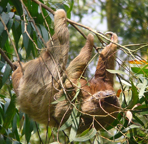 Sloth. Photo by Gina Nichol.