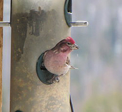 Cassin's Finch © D. Jernigan