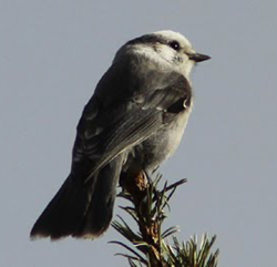 Gray Jay © Dominic Mitchell 