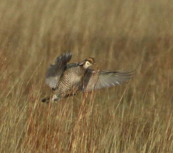 Lesser Prairie Chicken© Dominic Mitchell