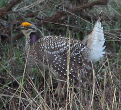 Sharp-tailed Grouse © Dominic Mitchell 