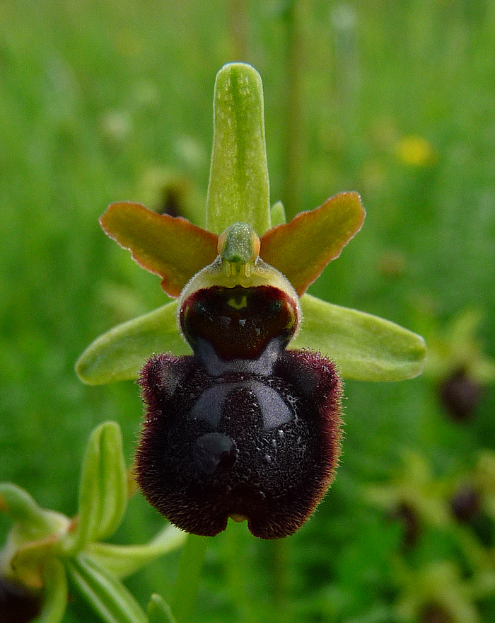 Early Spider Orchid