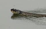 Grass Snake