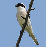 Lesser Grey Shrike