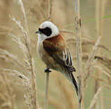 Penduline Tit