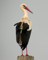 White Stork