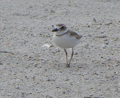 Wilson's Plover. Photo by Denise Jernigan.