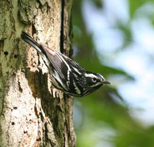 Black-and-white Warbler