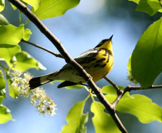 Canada Warbler