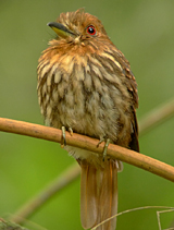 White-whiskered Puffbird