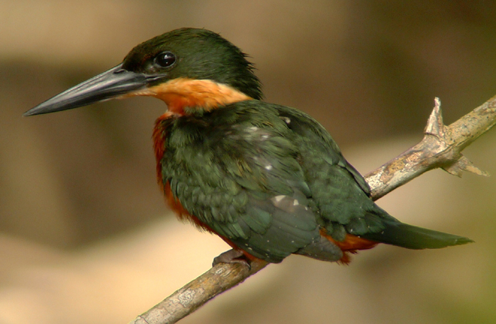 Green-and-rufous Kingfisher