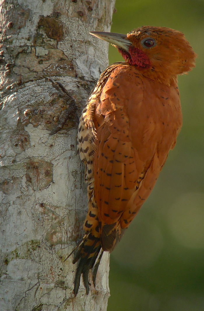 Cinnamon Woodpecker