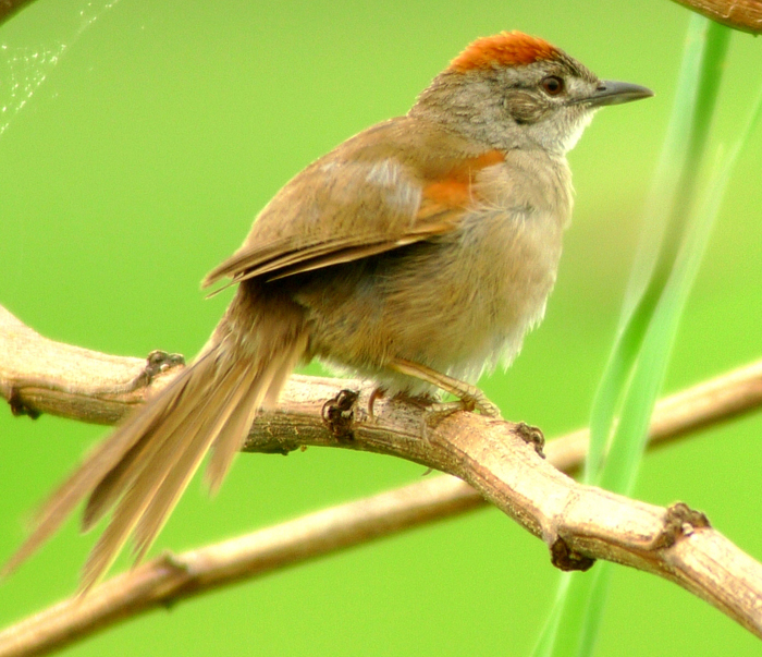 Pale-breasted Spinetail 