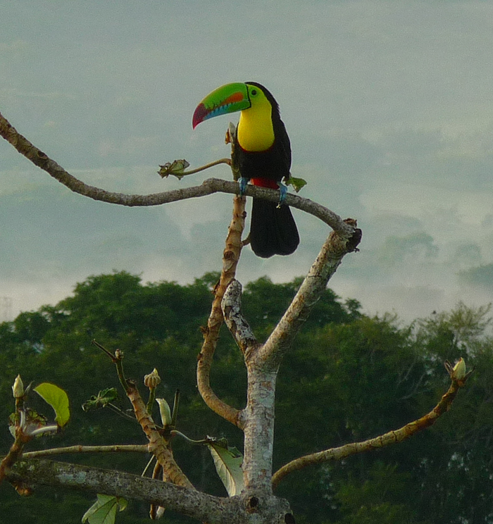 Keel-billed Toucan