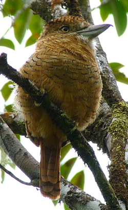 Barred Puffbird. Photo by Gina Nichol. 