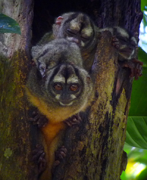 Panamanian Night Monkey. Photo by Gina Nichol. 