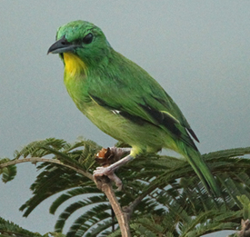 Green Shrike-vireo. Photo by Steve Bird.