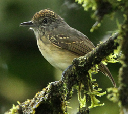 Spot-crowned Antvireo. Photo by Steve Bird. 