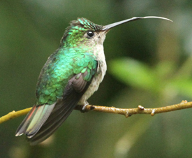 Violet-capped Hummingbird. Photo by Steve Bird. 