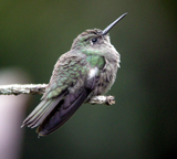 Sombre Hummingbird