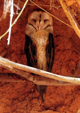 Barn Owl