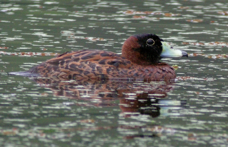 Masked Duck