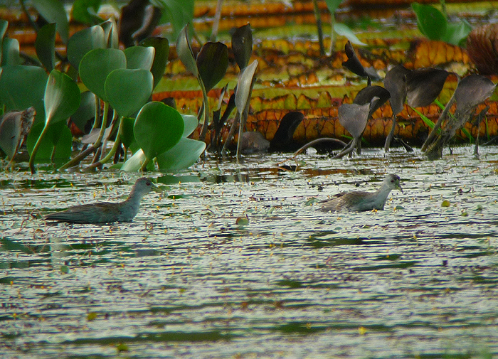 Azure Gallinule. Photo by Gina Nichol