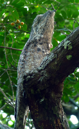 Great Potoo. Photo by Gina Nichol.