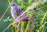 Wedge-tailed Grass Finch. Photo by Gina Nichol.