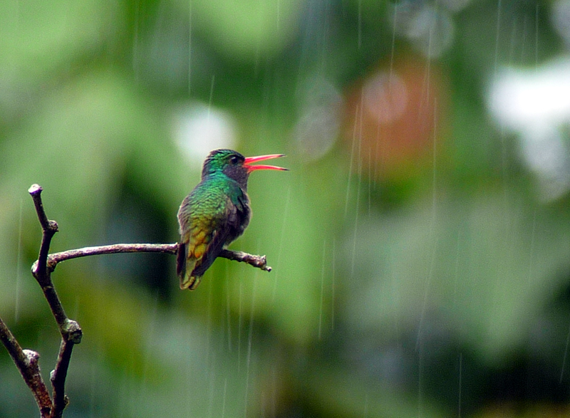 Blue-throated Goldentail. Photo by Gina Nichol.